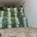 优质莴苣红尖叶莴笋基地直供货源充足一手货源。
