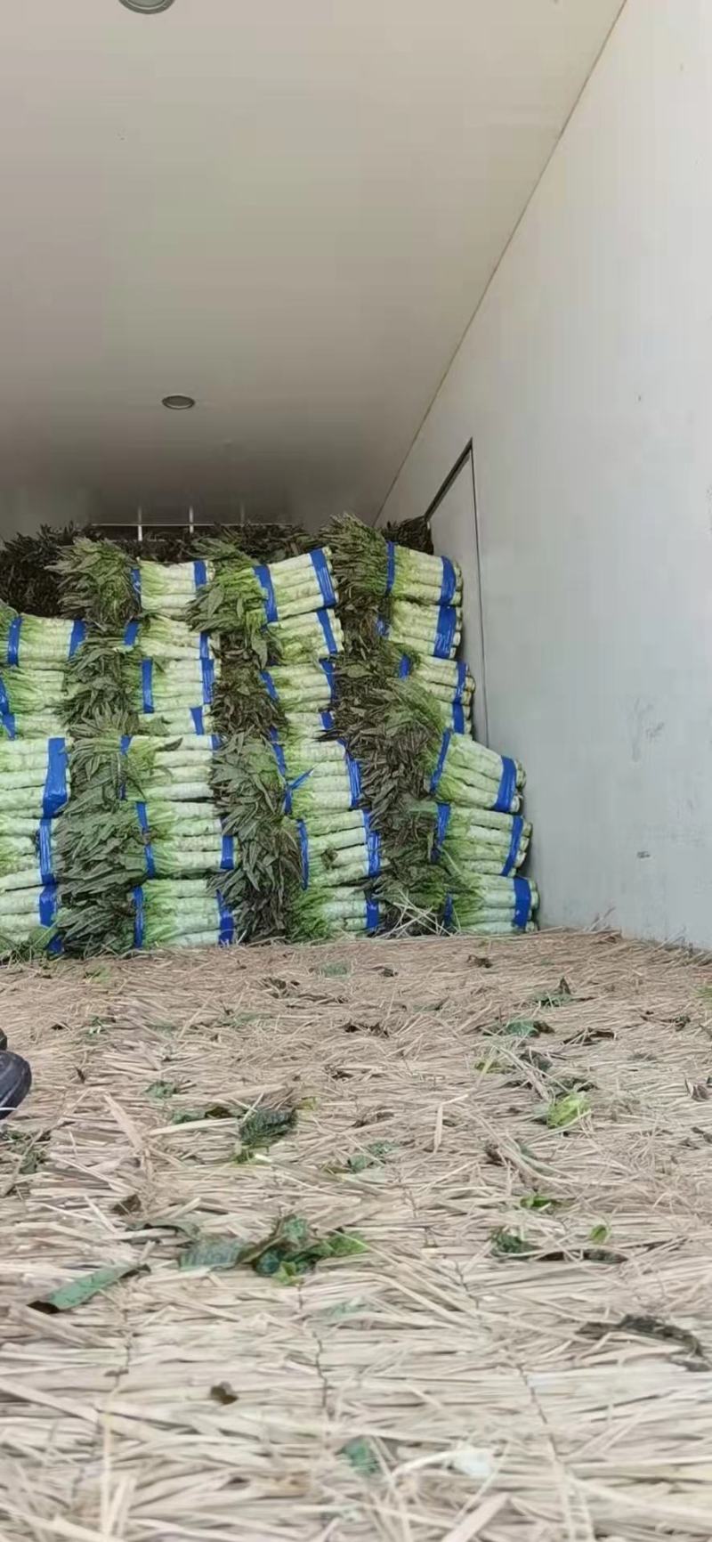 优质莴苣红尖叶莴笋基地直供货源充足一手货源。