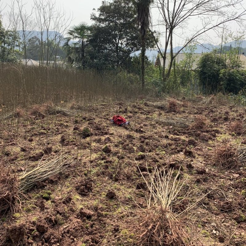 重庆栾树苗.（摇钱树苗）四川栾树苗基地直发