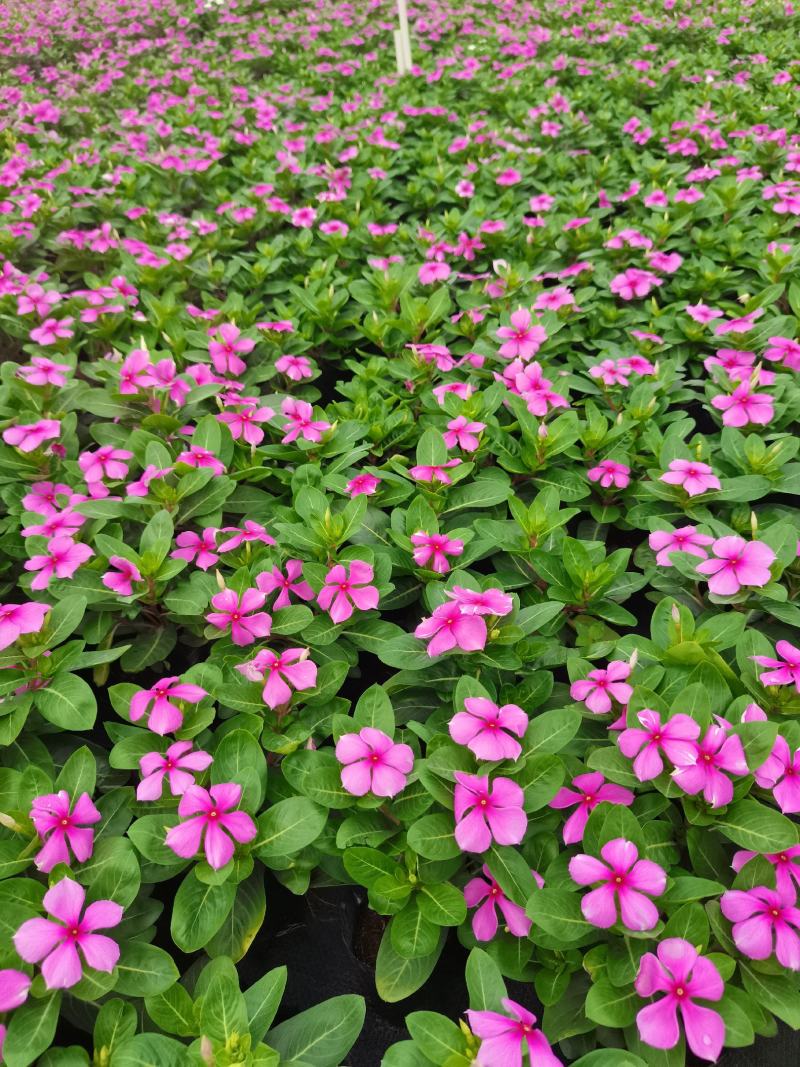 长春花大量时花草花基地现拍长年生夏季热门
