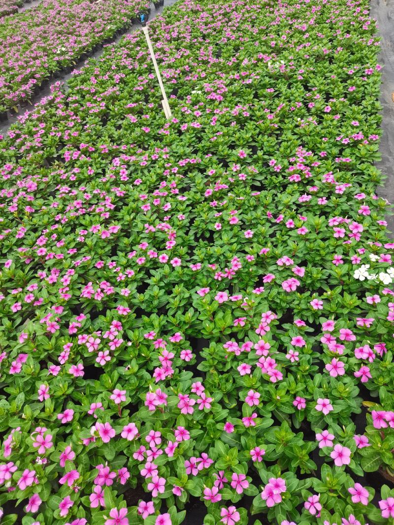 长春花大量时花草花基地现拍长年生夏季热门
