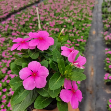 长春花大量时花草花基地现拍长年生夏季热门