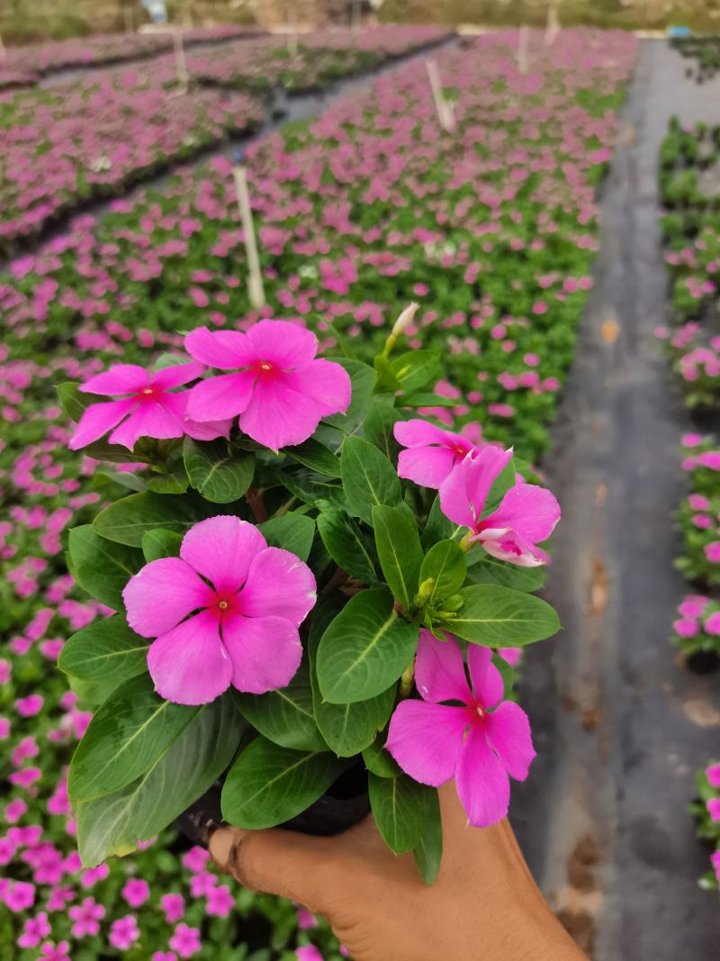 长春花大量时花草花基地现拍长年生夏季热门