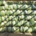 白菜青杂三号净菜耐运输5-67斤诚信商家万亩基地发全国