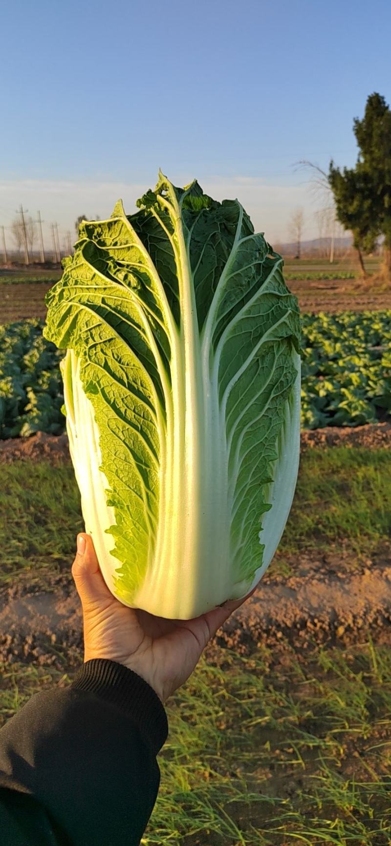白菜青杂三号净菜耐运输5-67斤诚信商家万亩基地发全国