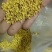 干桂花，湖北咸宁烘焙干桂花，金桂干桂花花，手摘干桂花