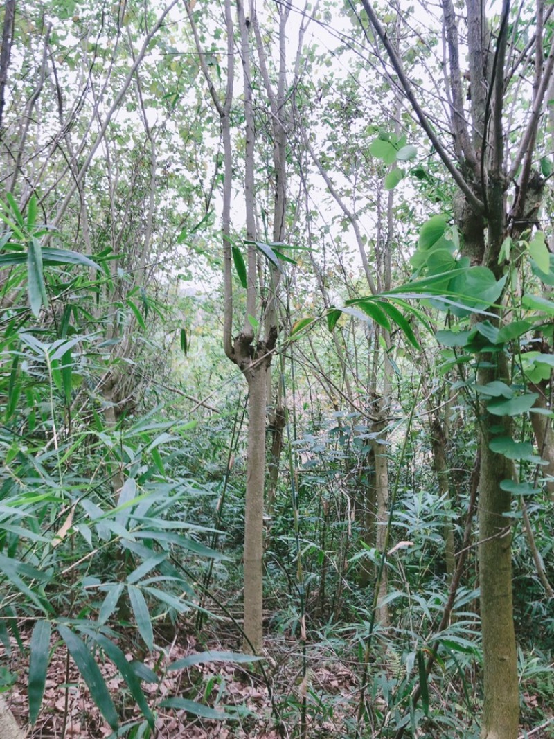 大量出售8～13分宫粉紫荆