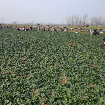 精品小菠菜,园叶黑菠菜,大量有货,质量保证，手工干净