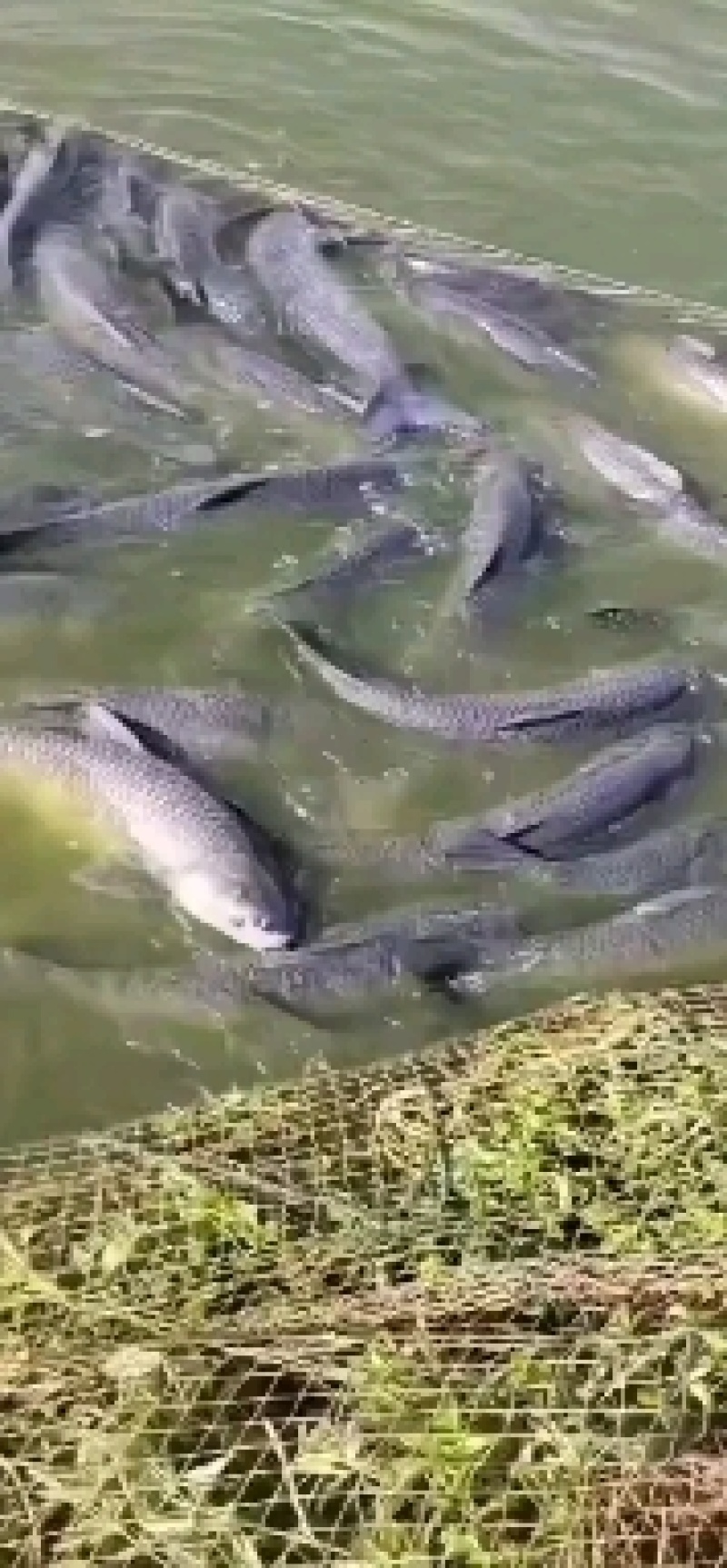 青鱼