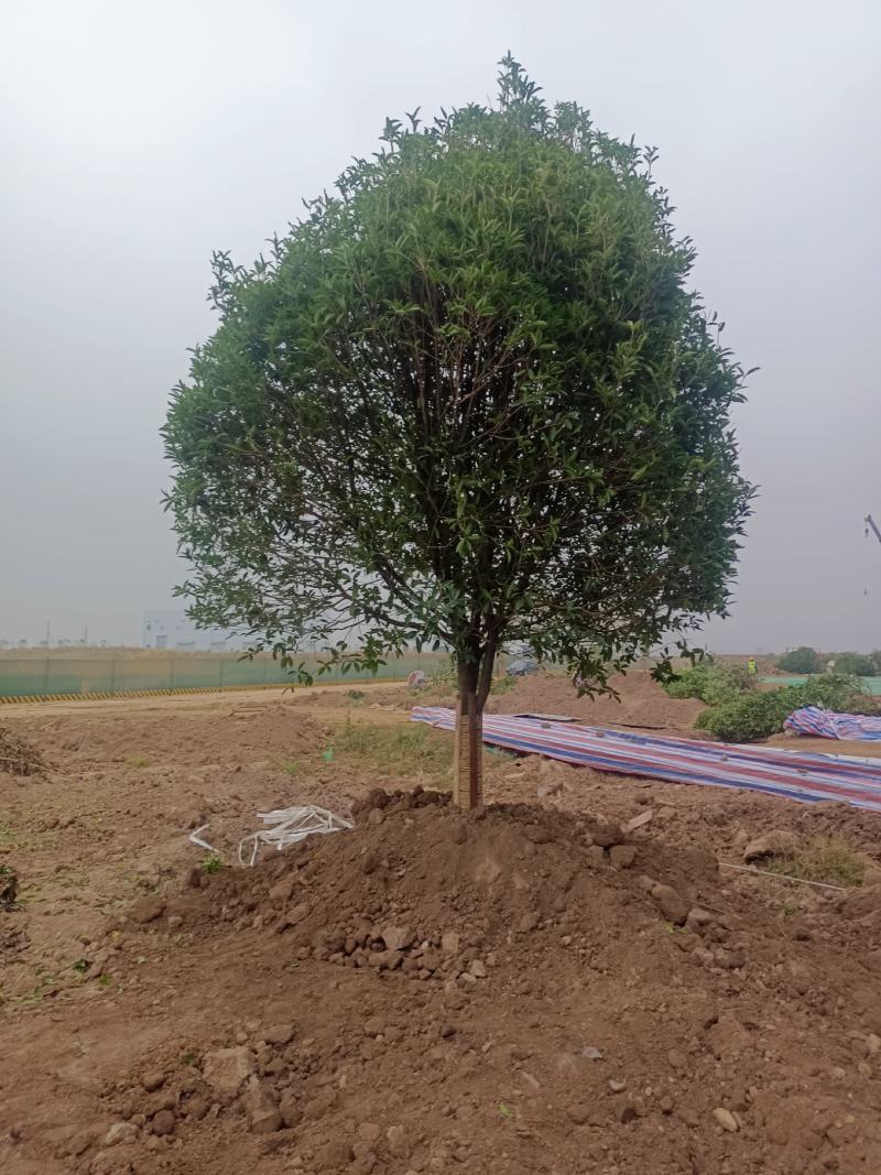 桂花，桂花树，桂花桂10公分，金桂，桂花苗【鸿洋园艺】