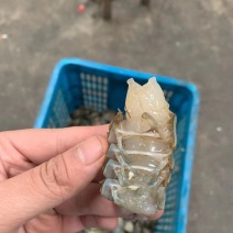 澳龙。虾尾