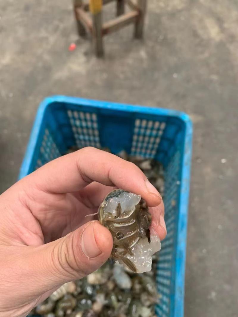 澳龙。虾尾