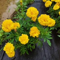 大量时花草花基地现拍（孔雀草）