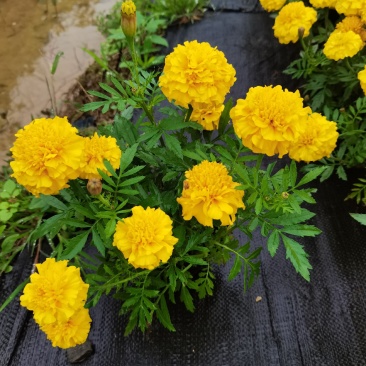 大量时花草花基地现拍（孔雀草）