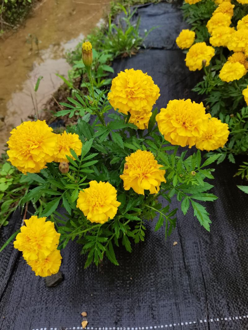大量时花草花基地现拍（孔雀草）