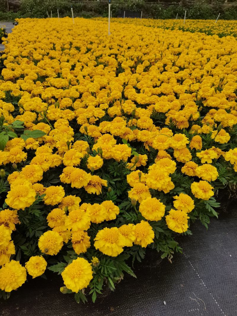 大量时花草花基地现拍（孔雀草）