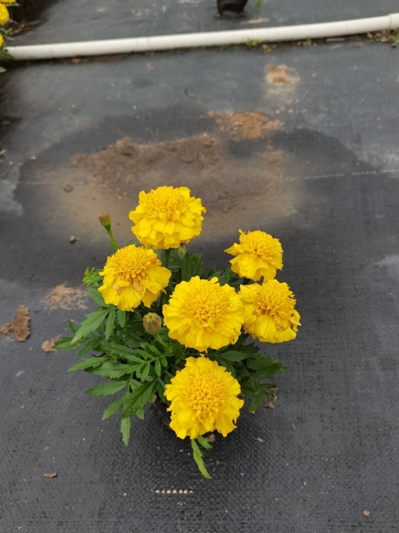 大量时花草花基地现拍（孔雀草）