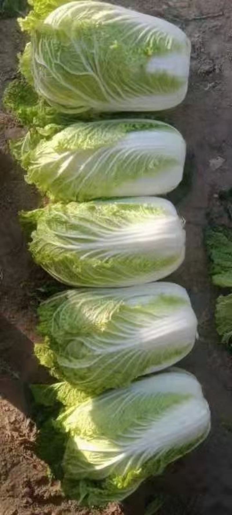 白菜陆续上市了，欢迎各位老板前来采购，质量好，价格优。