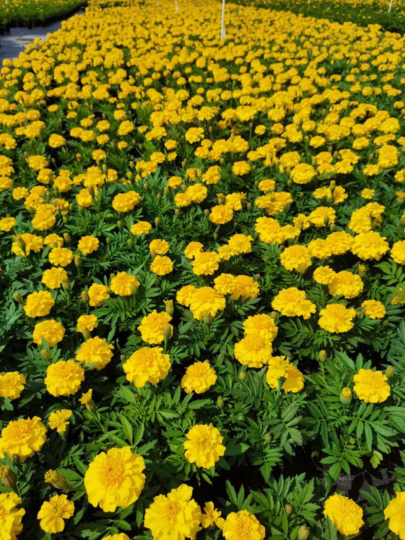 大量时花草花基地现拍（孔雀草）