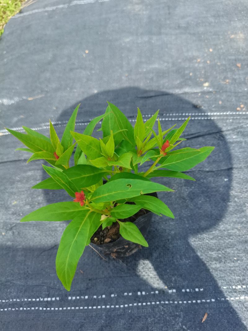 大量时花草花基地现拍（孔雀草）