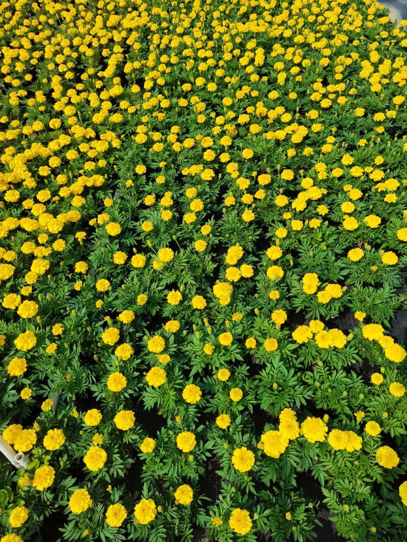 大量时花草花基地现拍（孔雀草）