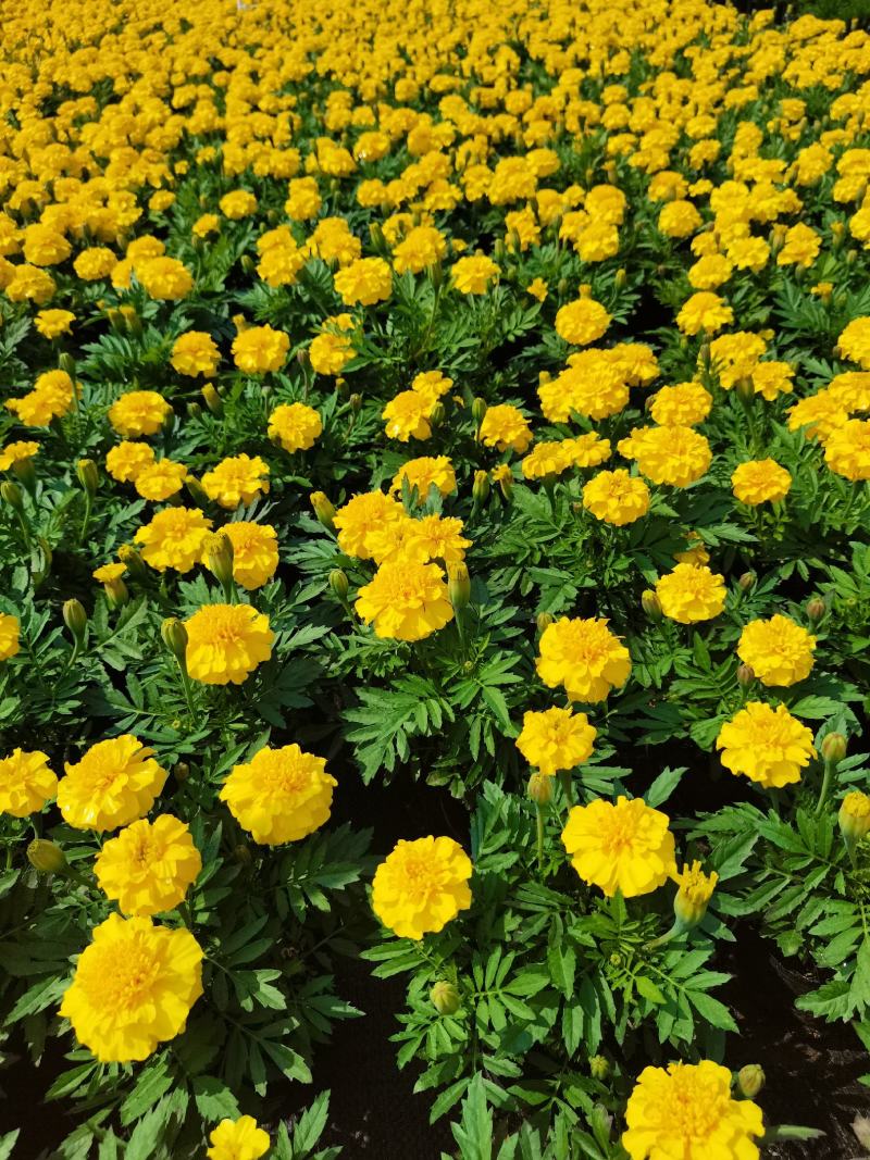 大量时花草花基地现拍（孔雀草）