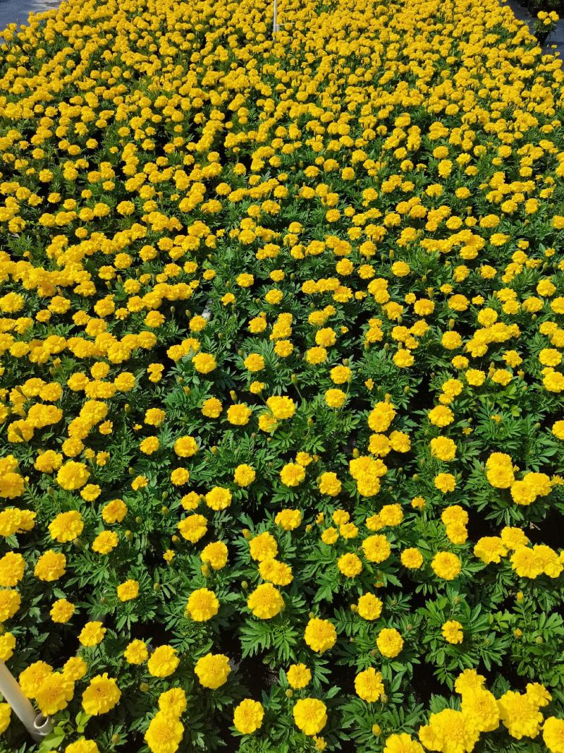 大量时花草花基地现拍（孔雀草）