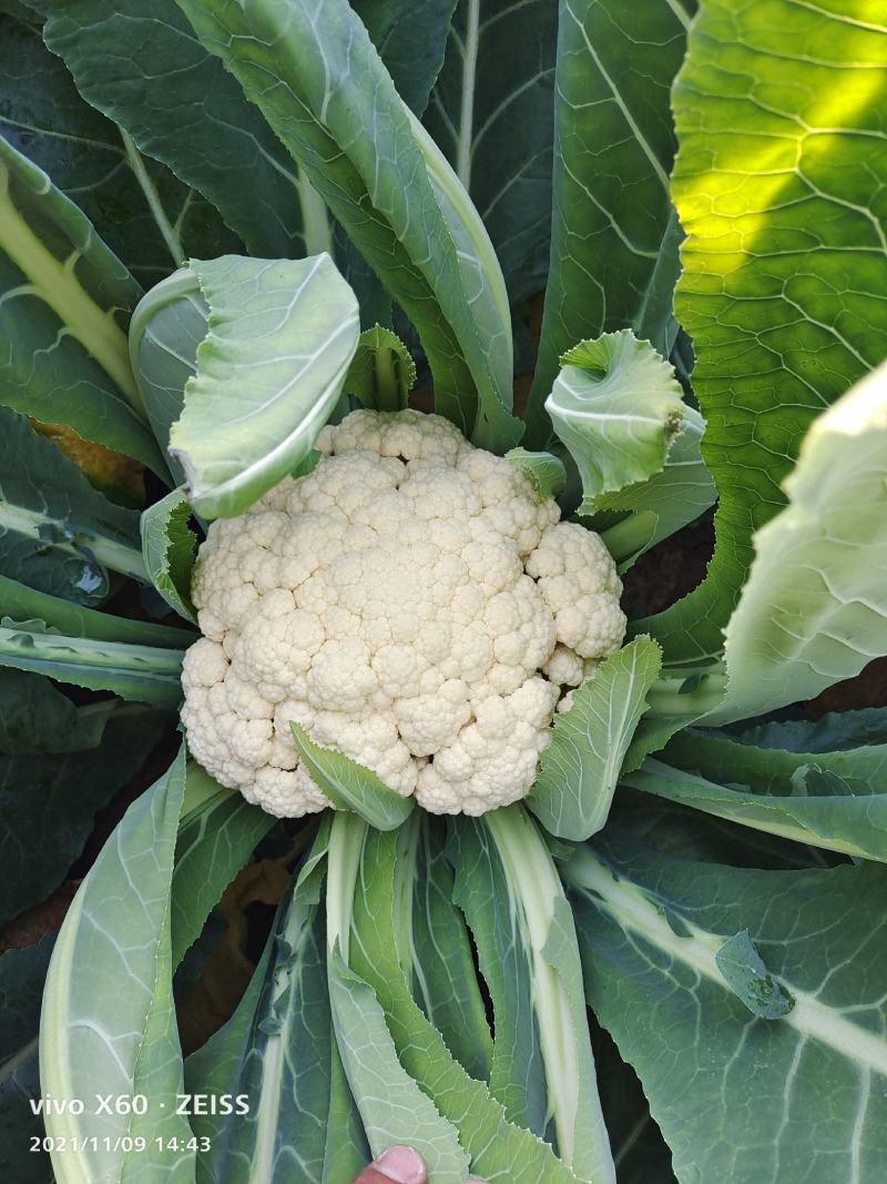 山东有机菜花山东菜花潍坊有机花一手货源无中间商差价