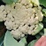 山东有机菜花山东菜花潍坊有机花一手货源无中间商差价