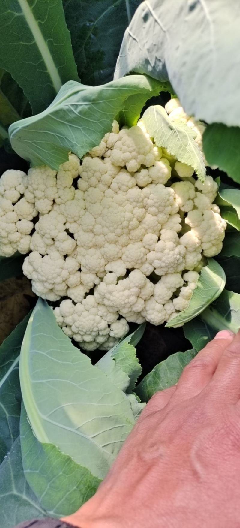 山东有机菜花山东菜花潍坊有机花一手货源无中间商差价