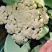 山东有机菜花山东菜花潍坊有机花一手货源无中间商差价