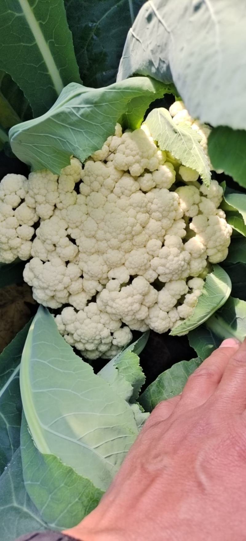 山东有机菜花山东菜花潍坊有机花一手货源无中间商差价
