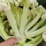 山东有机菜花山东菜花潍坊有机花一手货源无中间商差价