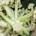山东有机菜花山东菜花潍坊有机花一手货源无中间商差价