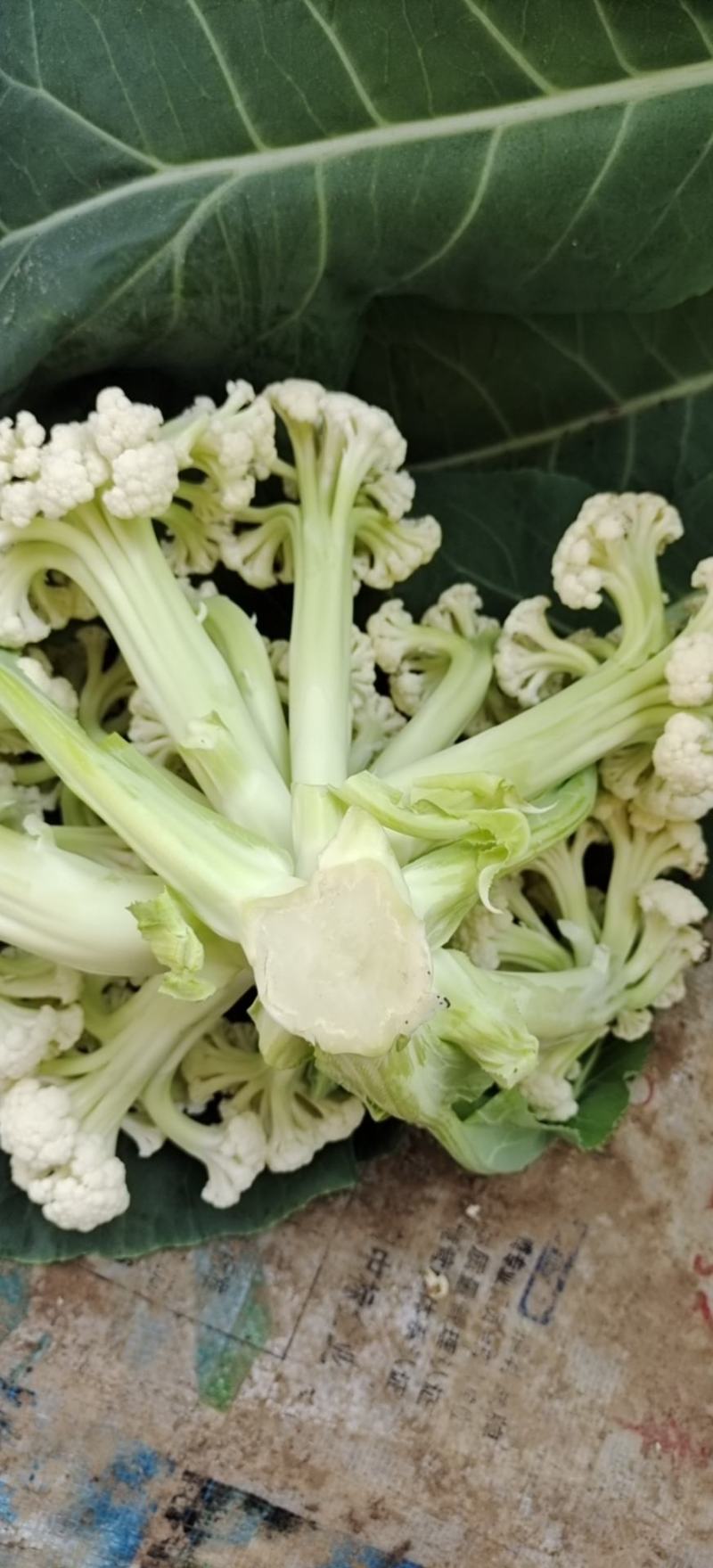 山东有机菜花山东菜花潍坊有机花一手货源无中间商差价