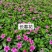 长春花大量时花草花基地现拍长年生夏季热门