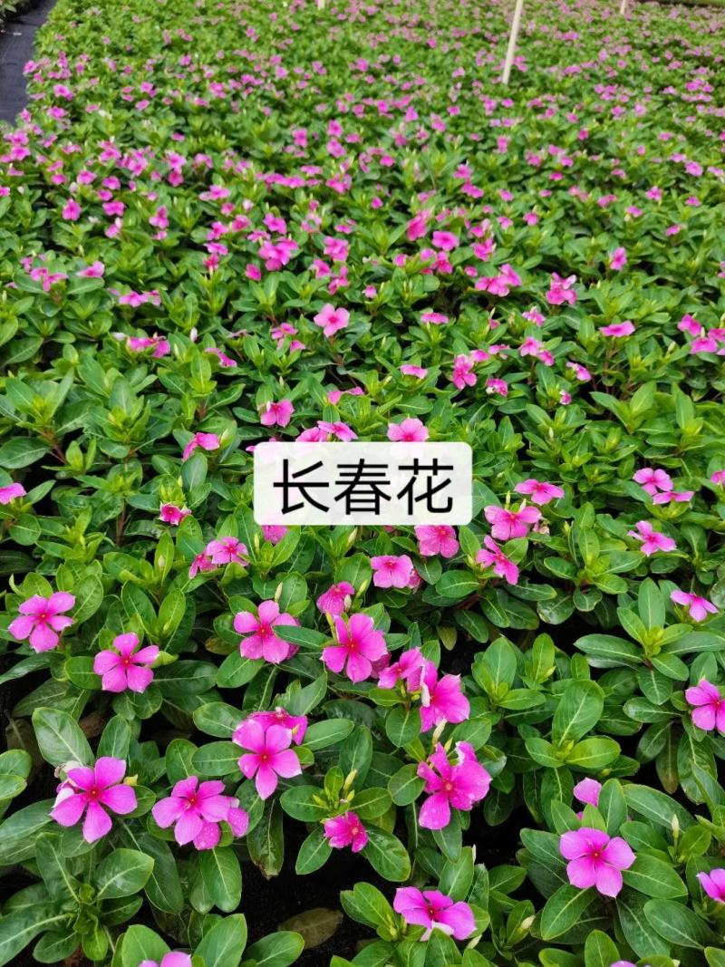 长春花大量时花草花基地现拍长年生夏季热门