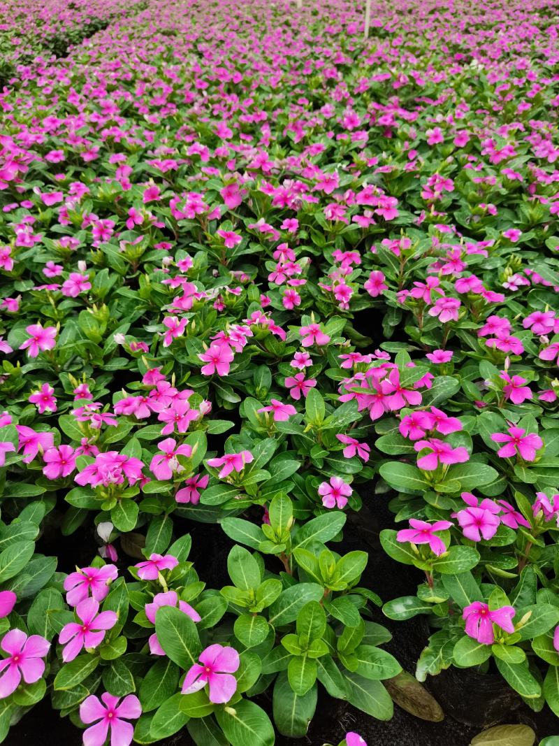 长春花大量时花草花基地现拍长年生夏季热门