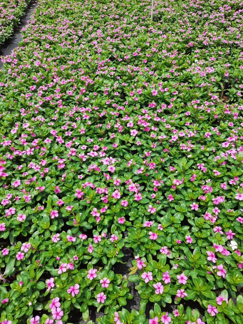 长春花大量时花草花基地现拍长年生夏季热门