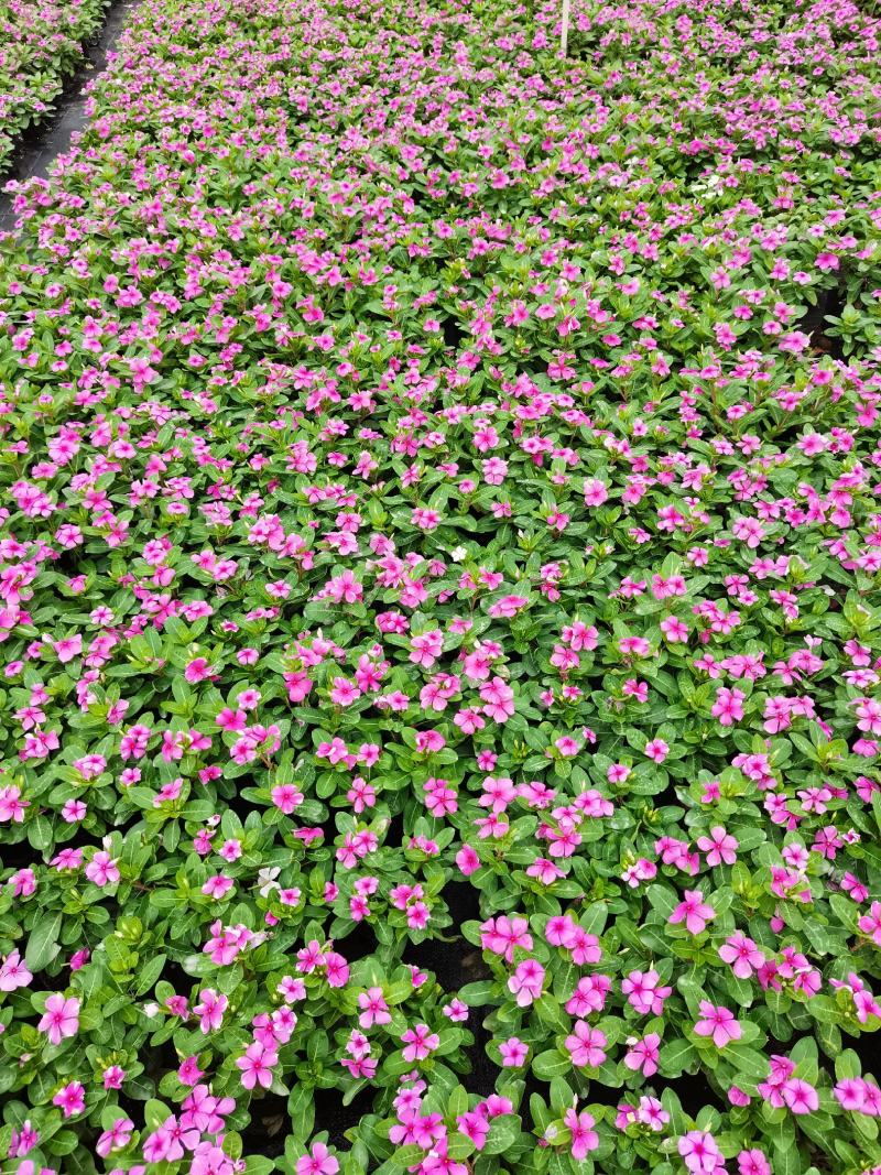 长春花大量时花草花基地现拍长年生夏季热门