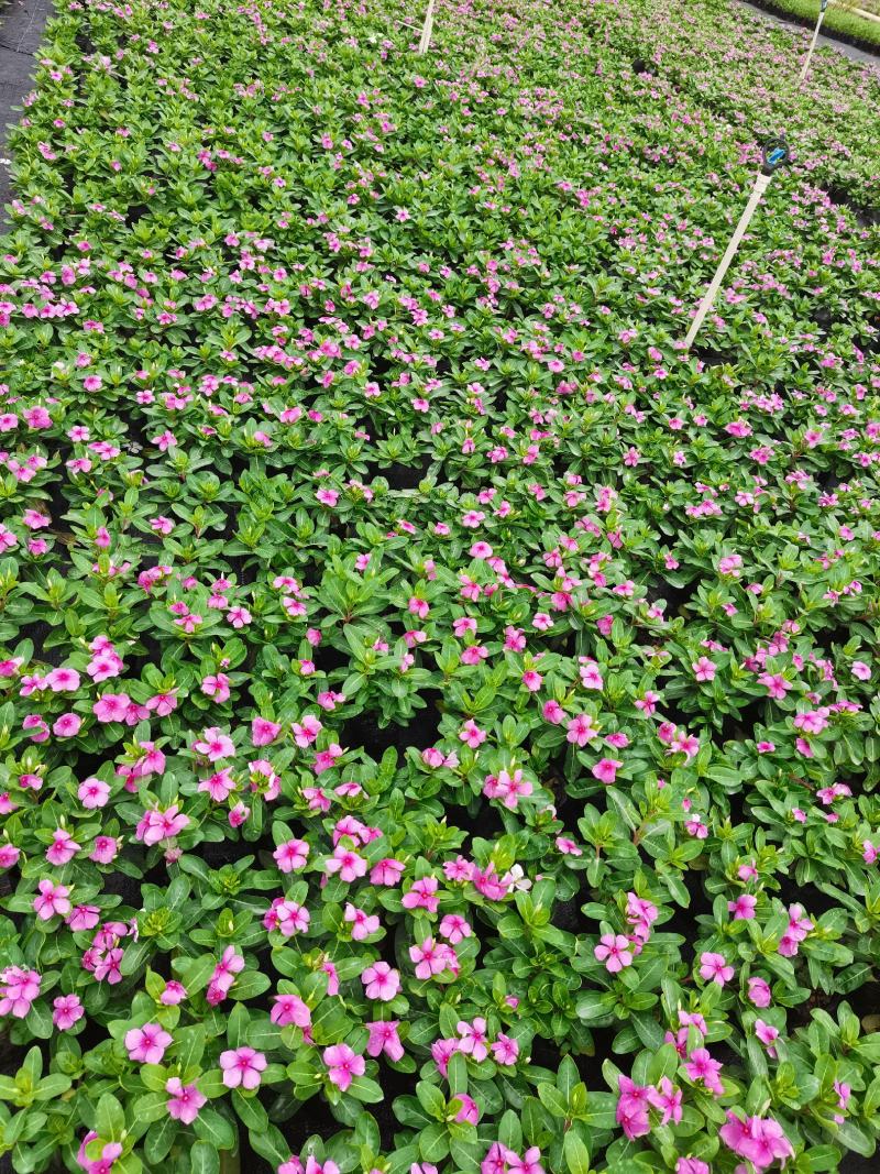 长春花大量时花草花基地现拍长年生夏季热门