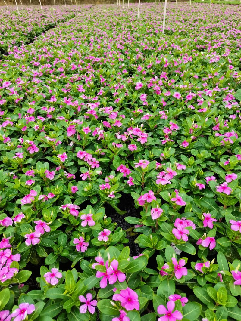 长春花大量时花草花基地现拍长年生夏季热门