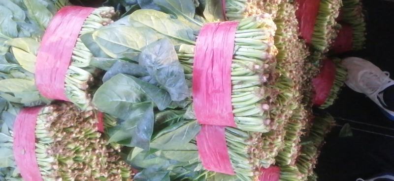 菠菜