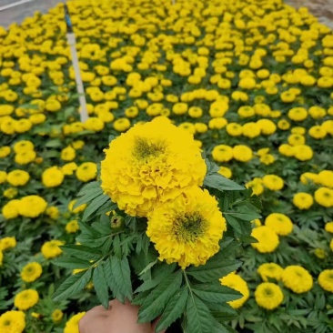 基地现拍大量时花草花（万寿菊）