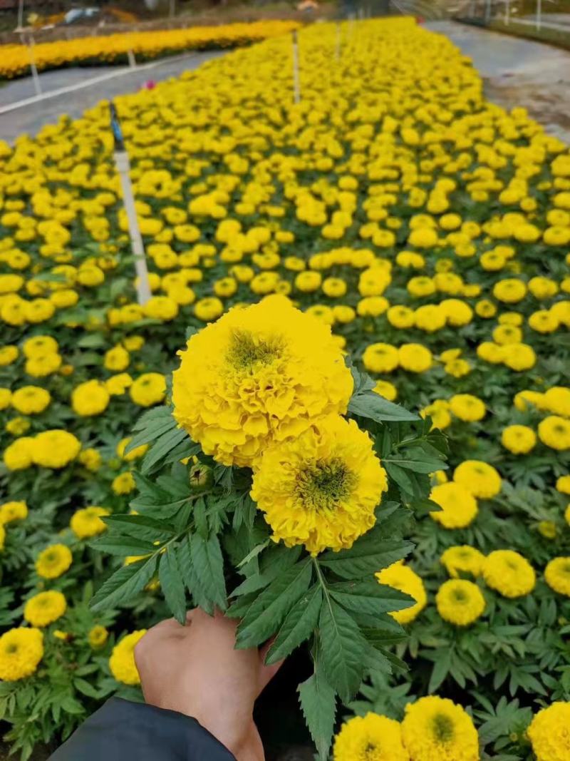 基地现拍大量时花草花（万寿菊）