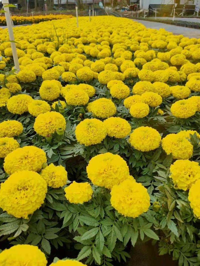 基地现拍大量时花草花（万寿菊）