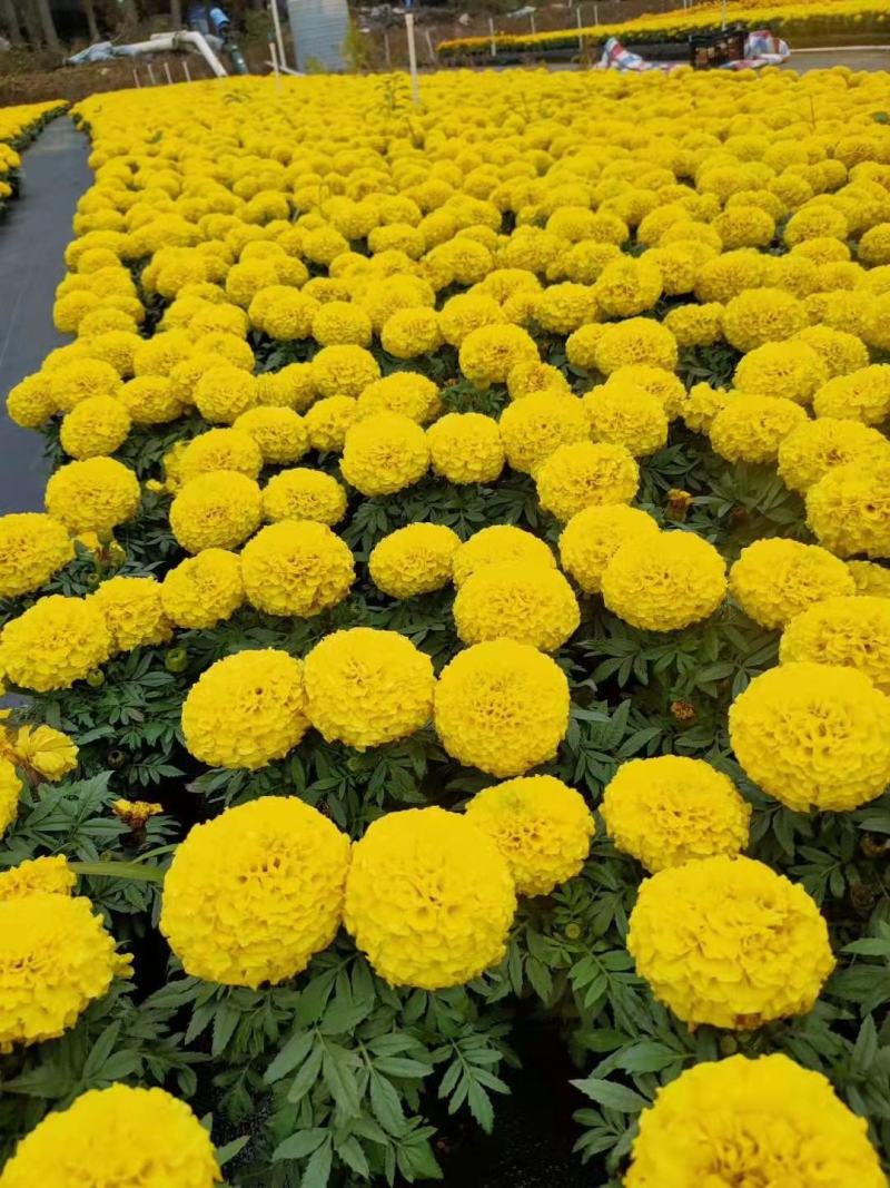 基地现拍大量时花草花（万寿菊）