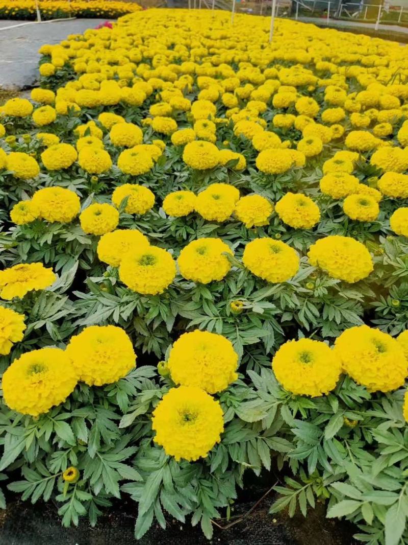 基地现拍大量时花草花（万寿菊）