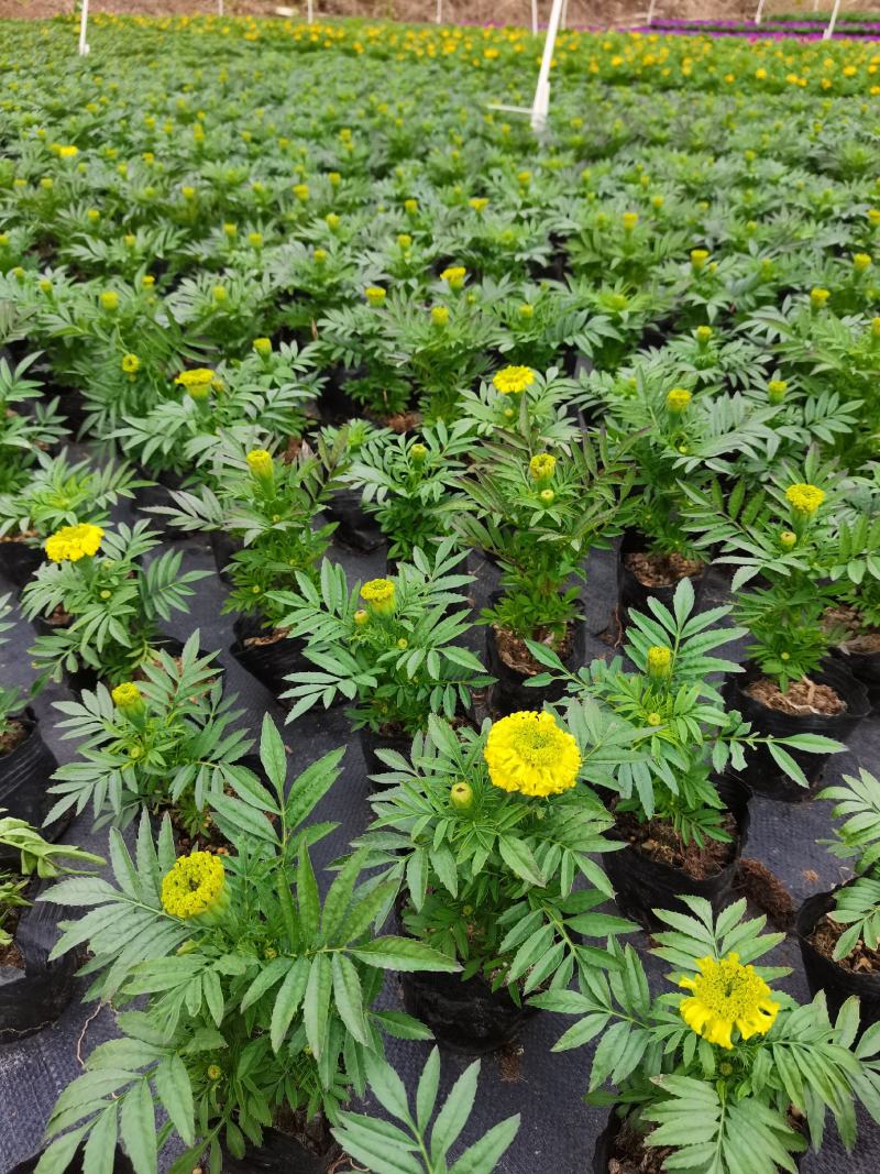 基地现拍大量时花草花（万寿菊）