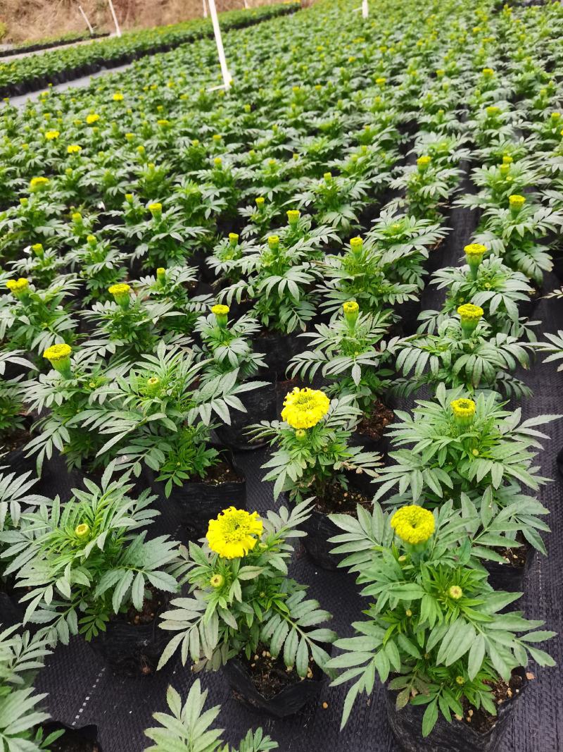 基地现拍大量时花草花（万寿菊）